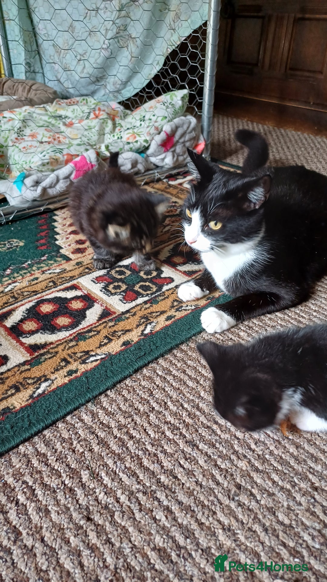 British Shorthair cats for sale: 2 beautiful little kittens ready to be loe - Image 13