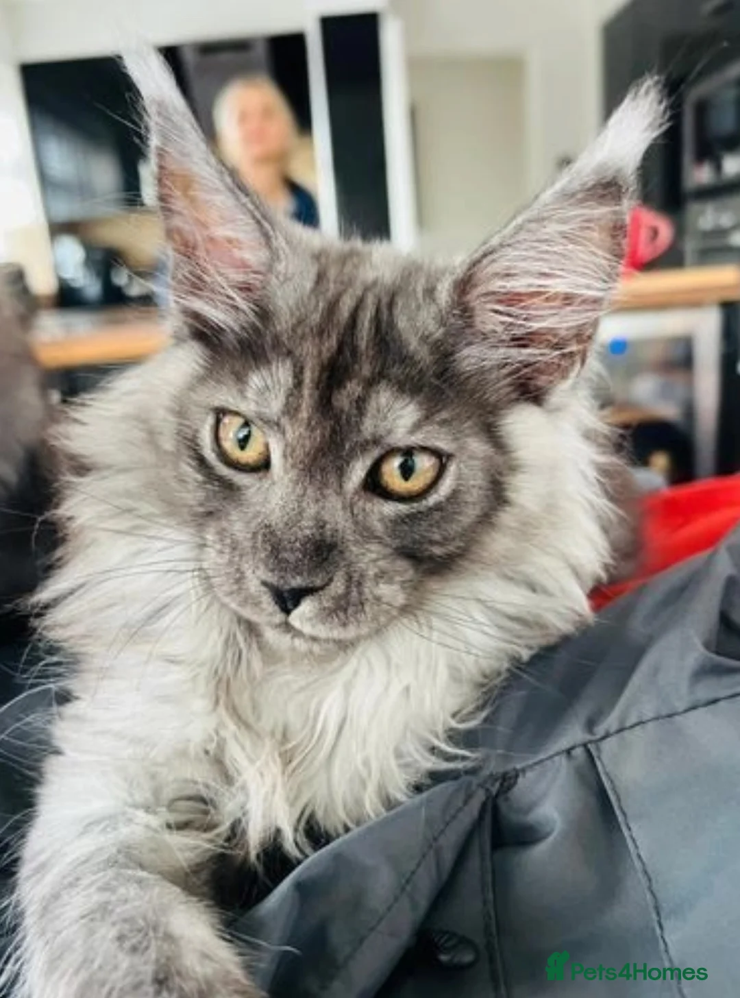 Maine Coon cats for stud: Maine Coon Stud (Russian line) in NOTTINGHAM  - Advert 7