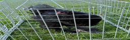 Chickens poultry for sale: Pair of brahmas - Advert 25