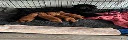 Cockapoo dogs for sale: A gorgeous litter of cockapoos 2 red and 1 black  - Advert 3