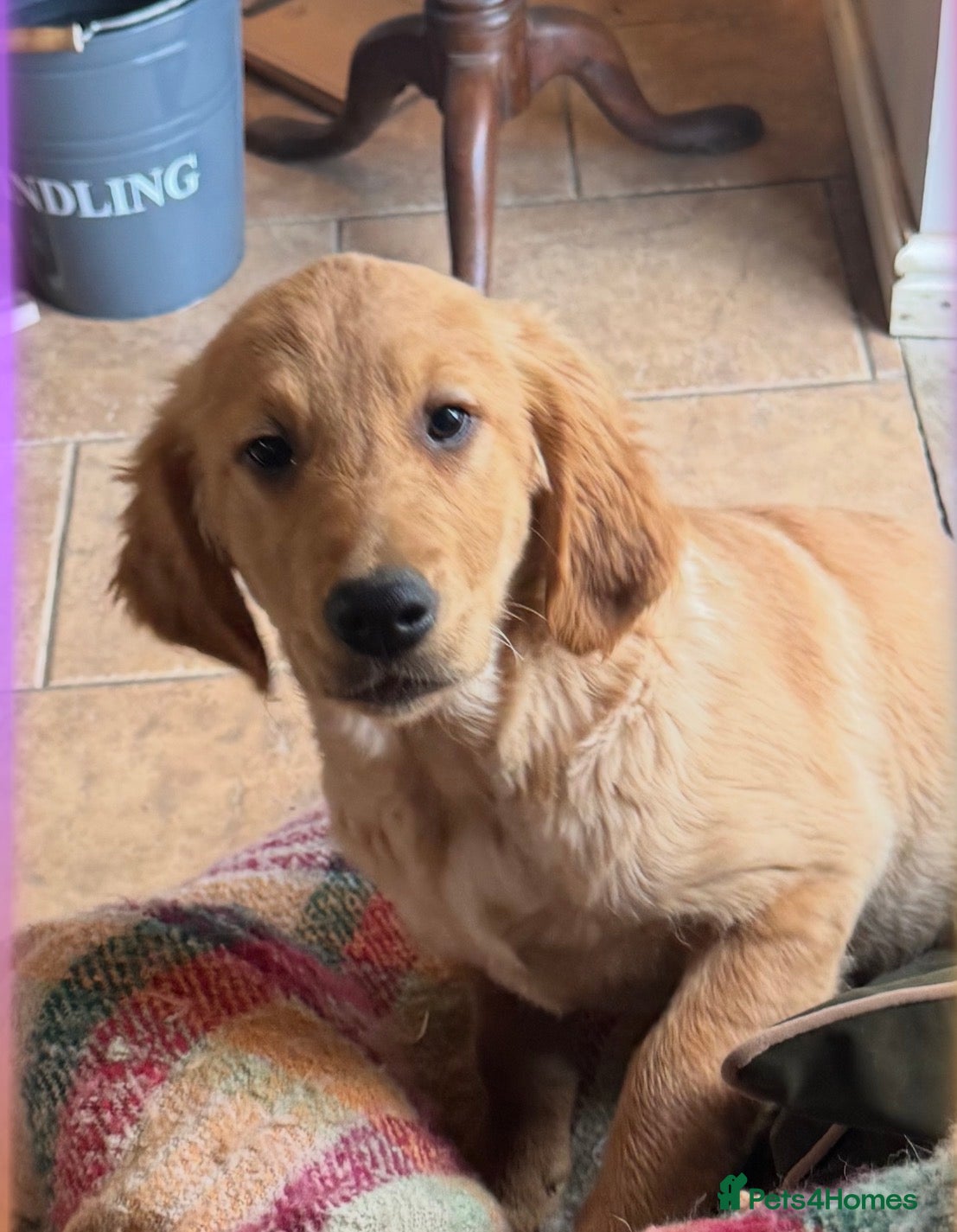 Golden Retriever dogs Health checked vaccinated Puppies - Advert 2