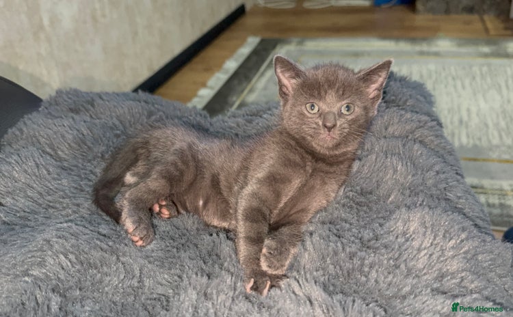 British Shorthair cats - Advert 3