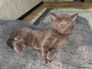British Shorthair cats - Advert 6