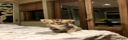 Mixed Breed cats for sale: KITTENS! Batch of Cuties for sale in Basinsgtoke - Advert 17