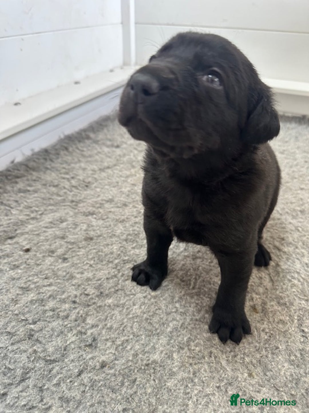 Mastiff dogs for sale: Pedigree Puppies of our Portuguese cattle dogs. - Image 7