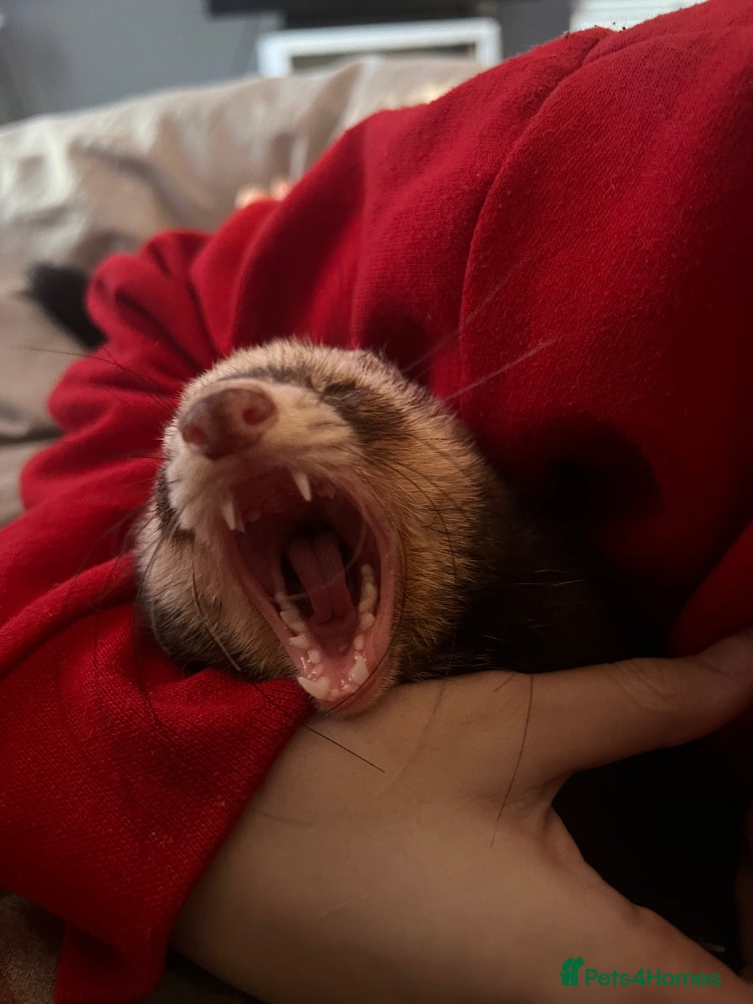 Ferret rodents for sale: bonded ferrets   - Advert 8