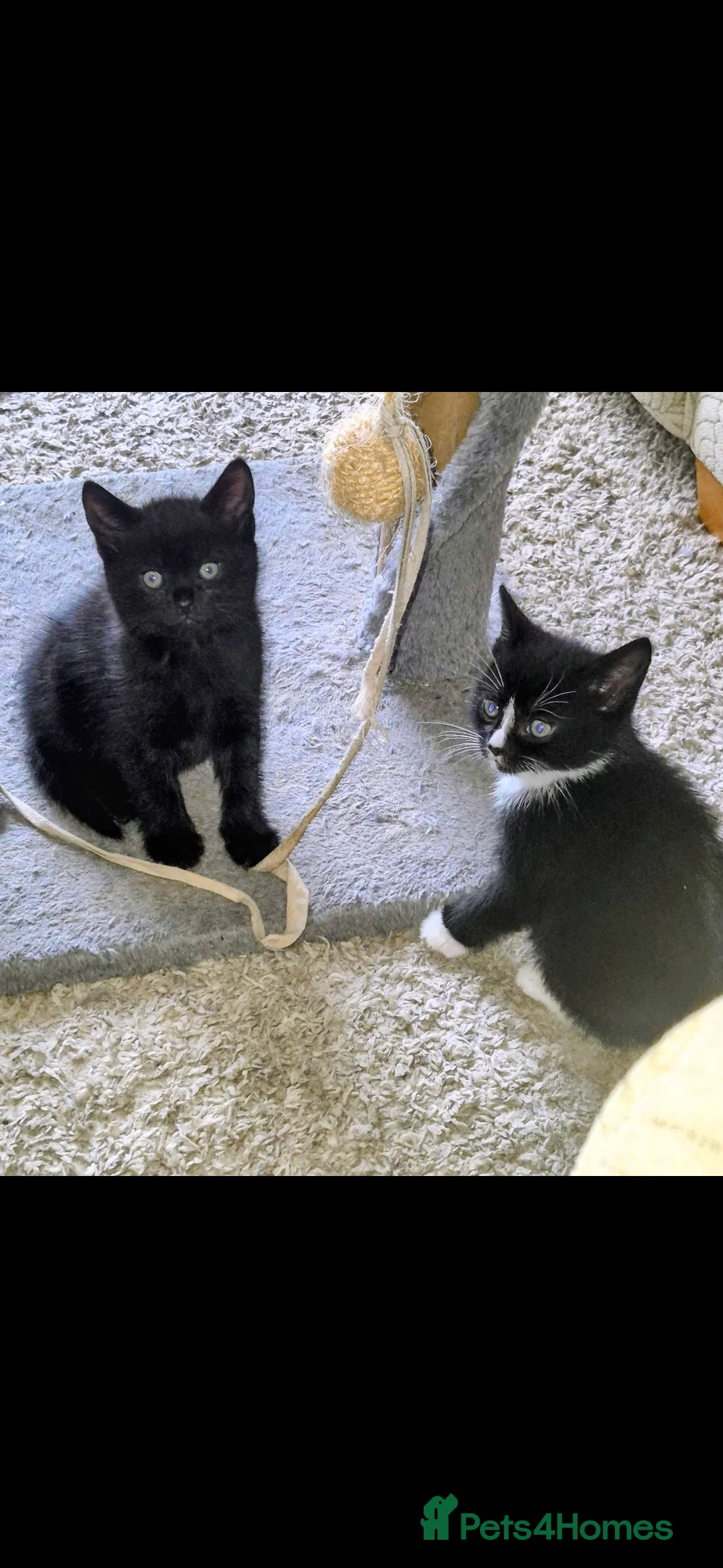 British Shorthair cats for sale: 3 beautiful little kittens !! - Advert 5