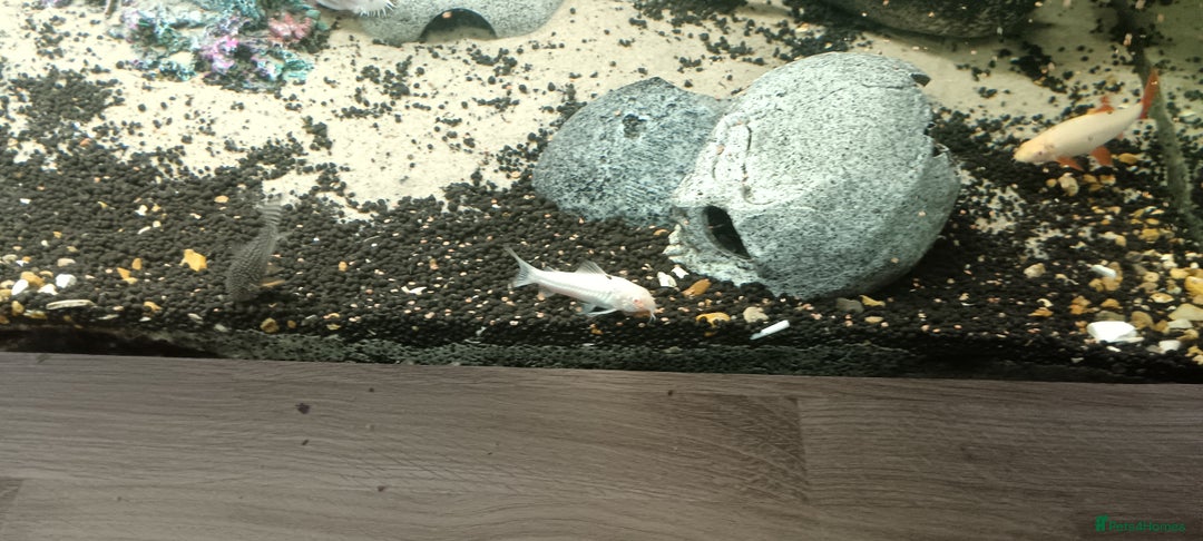 Other/Mixed Breed fish for sale: 5ft fish tank with fish - Image 20