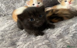Mixed Breed cats for sale: 3 mixed breed kittens available - Image 8
