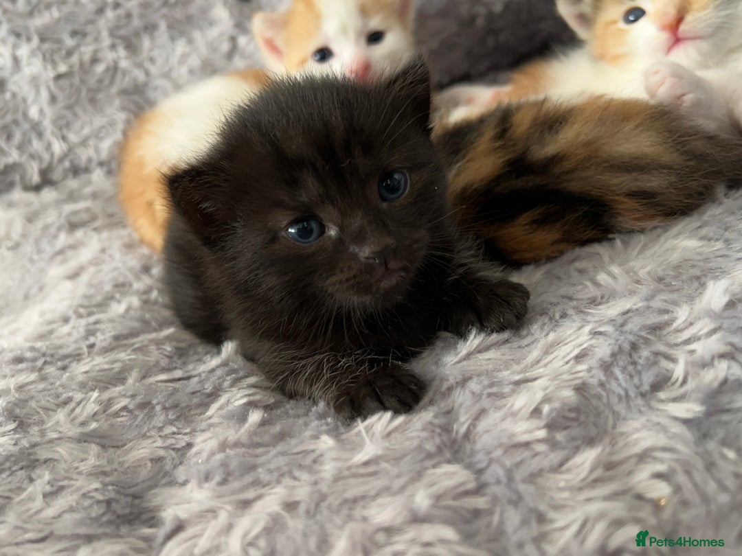 Mixed Breed cats for sale: 3 mixed breed kittens available - Image 8