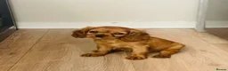 Cavalier King Charles Spaniel dogs for sale: Red full breed cavalier boys  - Advert 6