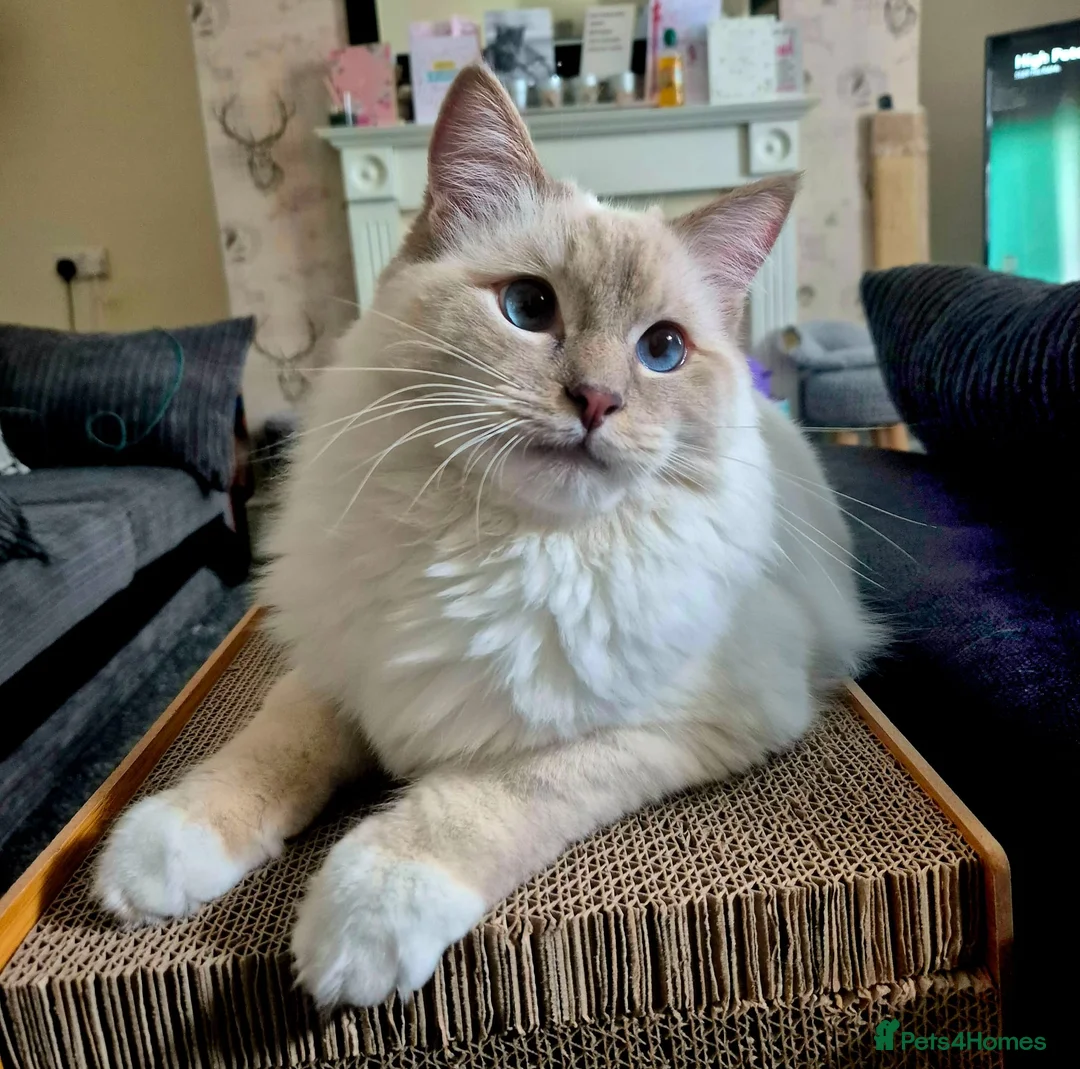Ragdoll cats for sale: Male Ragdoll - open to reasonable offers - Advert 4