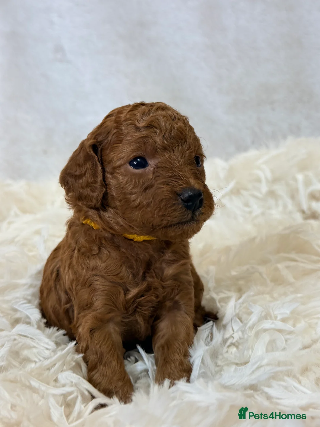 Toy Poodle dogs for sale: ❤️ Exceptional Asian Red Toy Poodle Puppies ❤️ - Advert 11