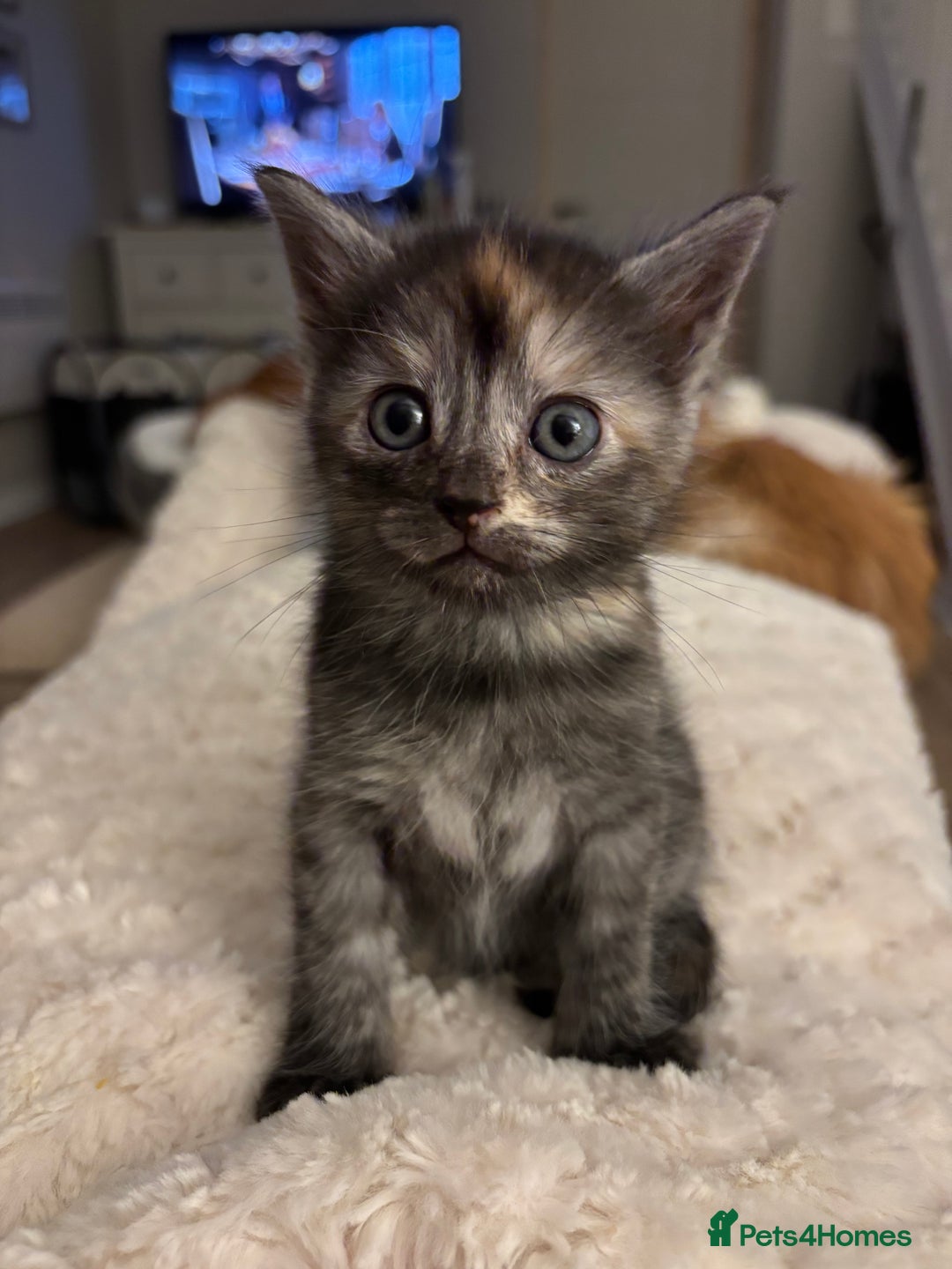 Mixed Breed cats for sale: Maine coon cross kittens - Advert 6