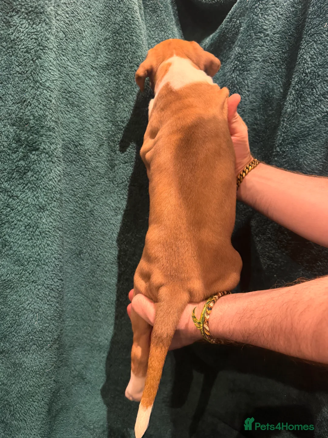 Boxer dogs for sale: Boxer puppies - Advert 12