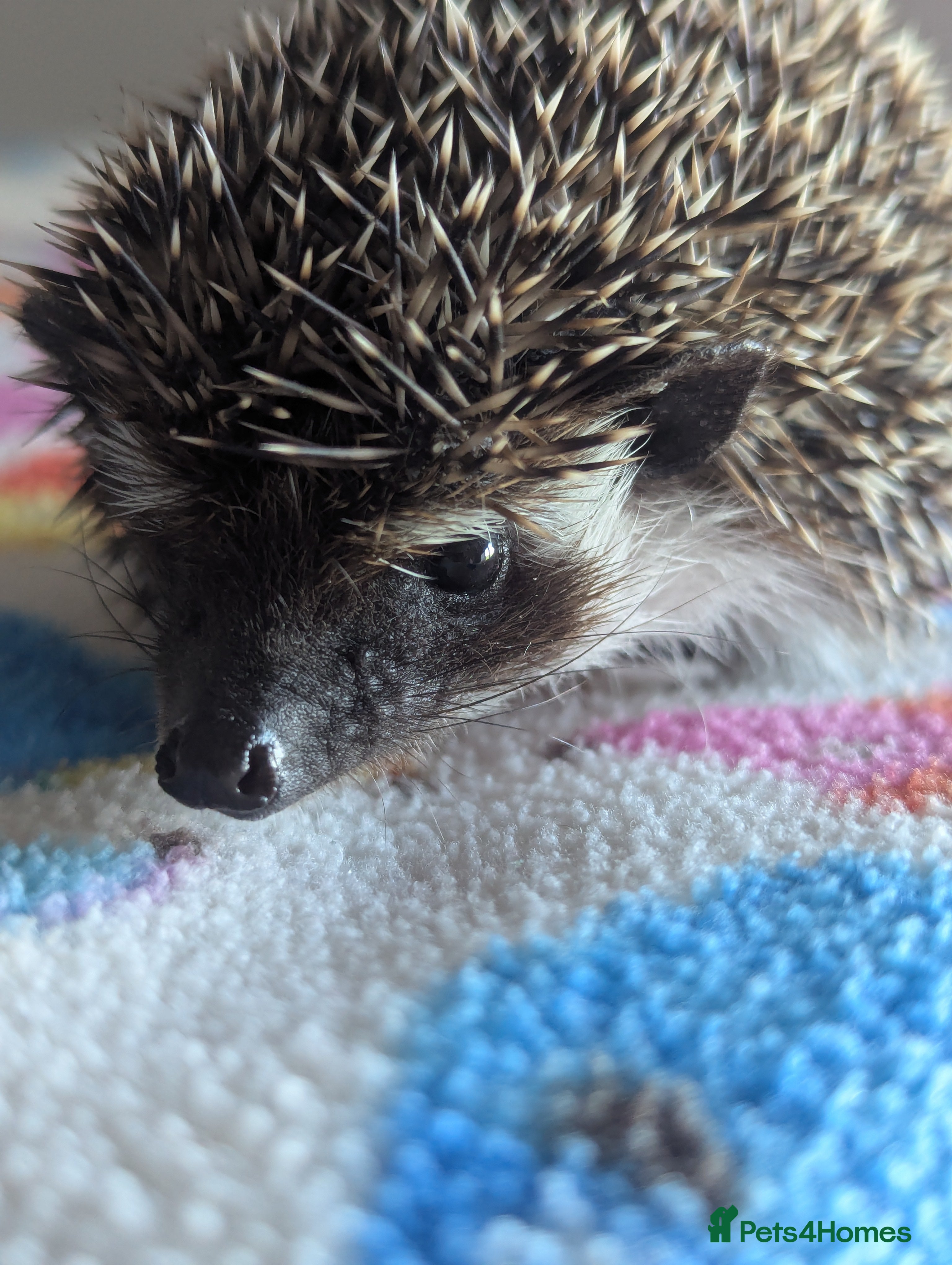 Pygmy Hedgehog rodents Beautiful Hoglets Ready Now and to Reserve  - Advert 3