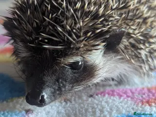 Pygmy Hedgehog rodents Beautiful Hoglets Ready Now and to Reserve - Advert 3