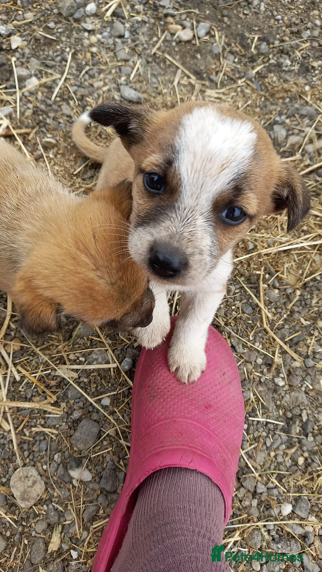 Mixed Breed dogs for adoption: 💖 Meet JESSICA 💖 - a story of Strength and Love - Advert 21