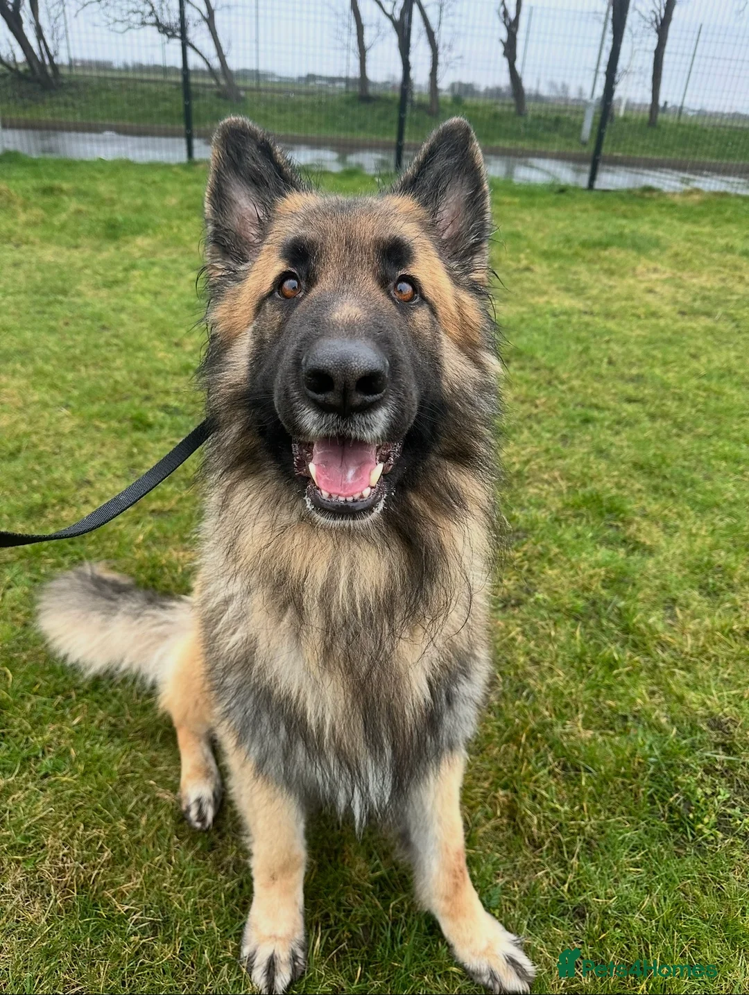 German Shepherd dogs for sale: Zeus 3yo Male GSD - Advert 1
