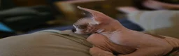 Sphynx cats for sale: Odd eyed pedigree sphynx kitten  Health Guarantee  - Advert 8