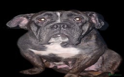 Mixed Breed dogs for sale: Bantam hybrid  - Image 2