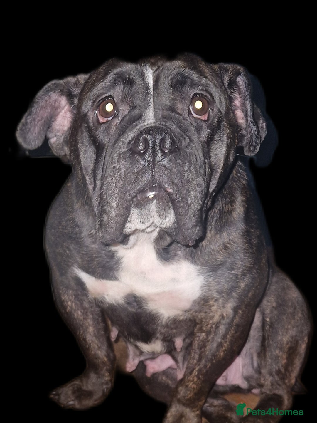 Mixed Breed dogs for sale: Bantam hybrid  - Image 2