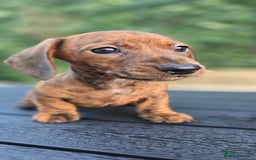 Miniature Dachshund dogs for sale: Miniature dachshund KC registered  - Image 17