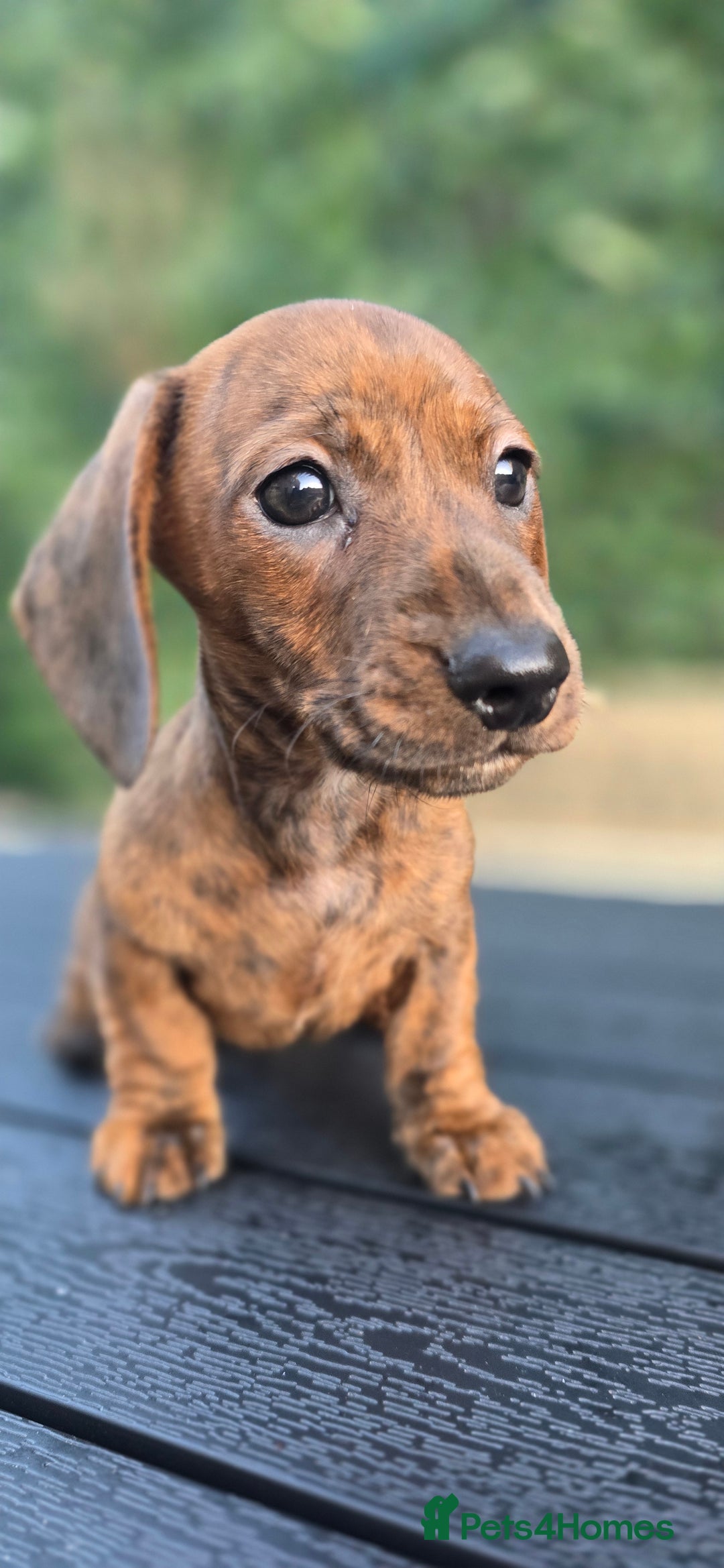 Miniature Dachshund dogs for sale: Miniature dachshund KC registered  - Image 17
