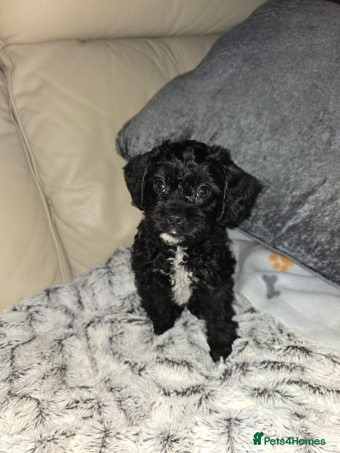 Mixed Breed dogs for sale: Pugapoo - Advert 2