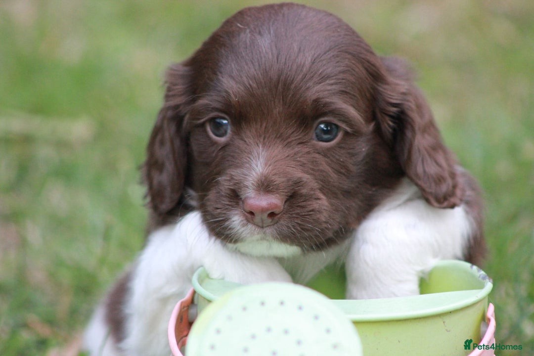 English Springer Spaniel dogs for sale: Springer Spaniel puppies - 2 boys left - Image 7