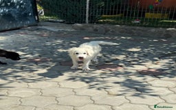 Mixed Breed dogs for adoption: Meet JOJO - a superb big girl, for a Loving Home - Image 22
