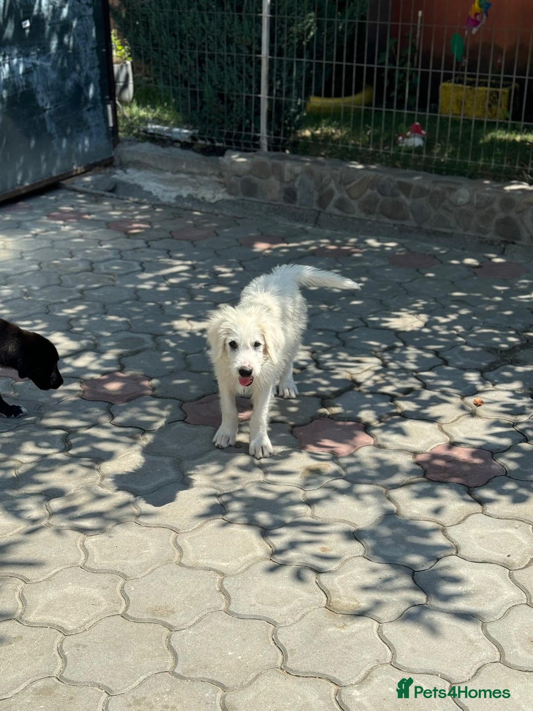 Mixed Breed dogs for adoption: Meet JOJO - a superb big girl, for a Loving Home - Image 22