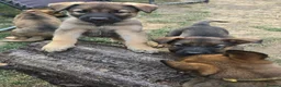 Mixed Breed dogs for sale: Belgium shepherd puppies  - Advert 7