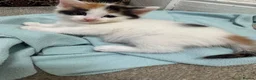 Mixed Breed cats for sale: Kittens for sale  in Bradford - Advert 6