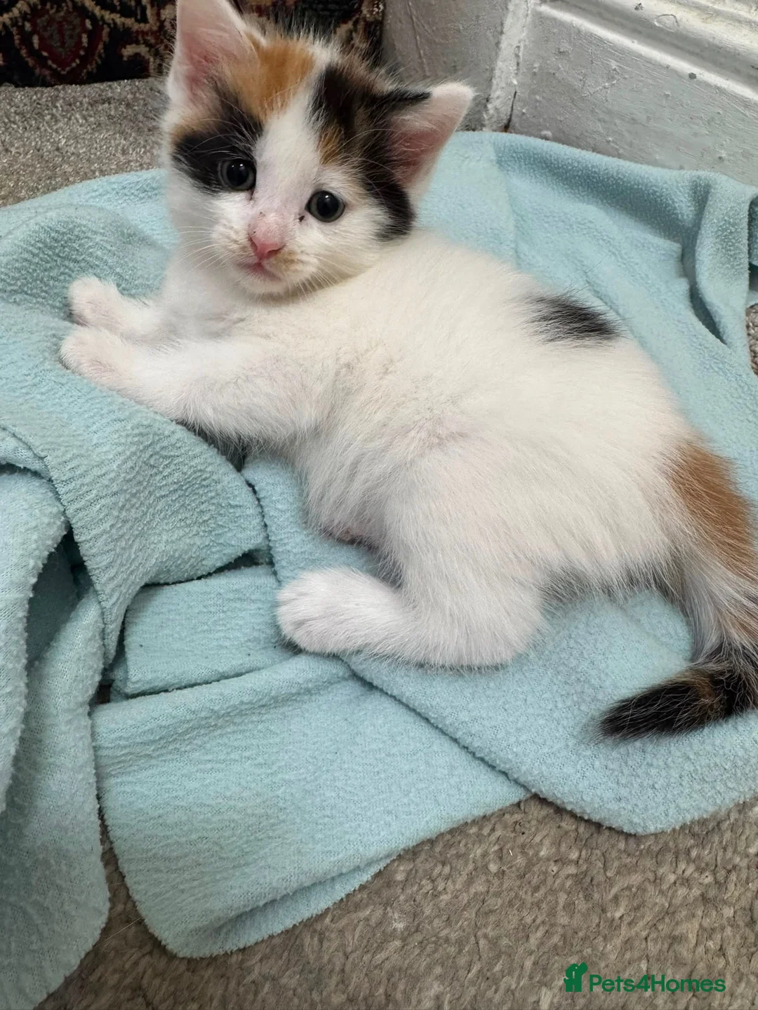 Mixed Breed cats for sale: Kittens for sale  in Bradford - Advert 6