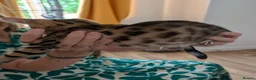 Bengal cats for sale: Pure Bengal kittens in Havant - Advert 11