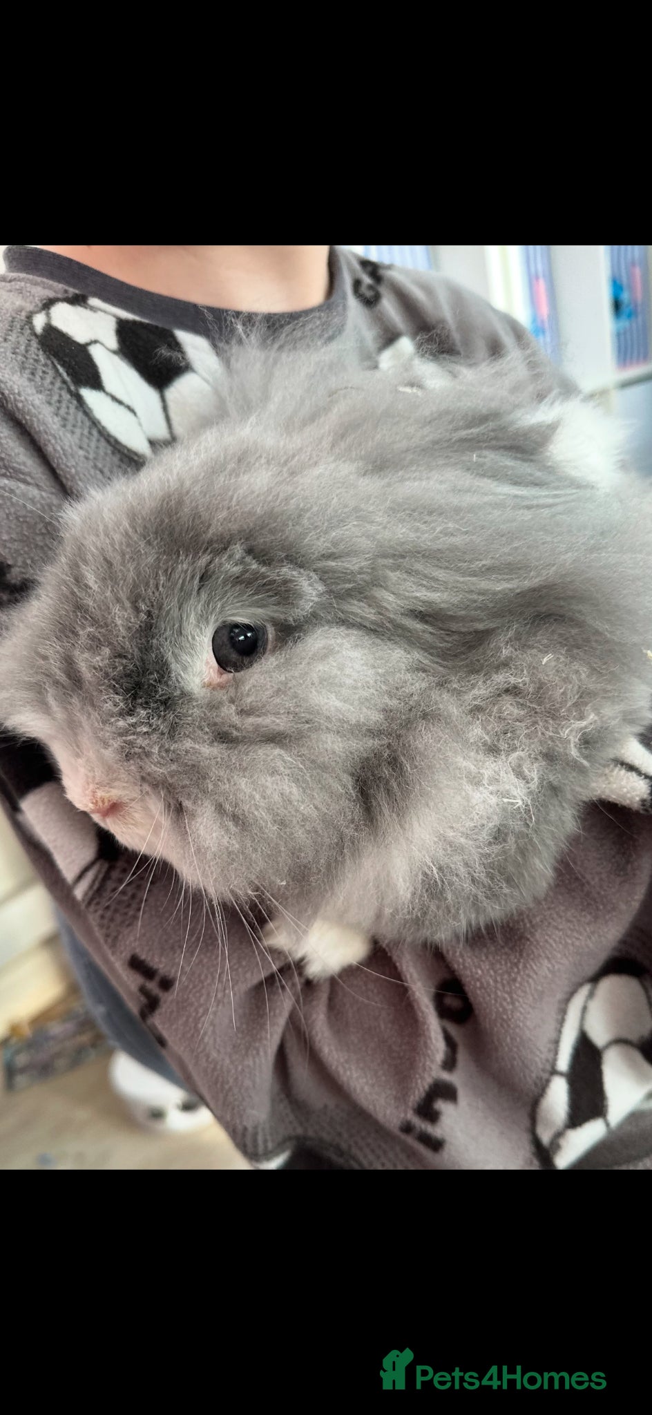 Lionhead rabbits lion head rabbit 3 years old grey and white  - Advert 1