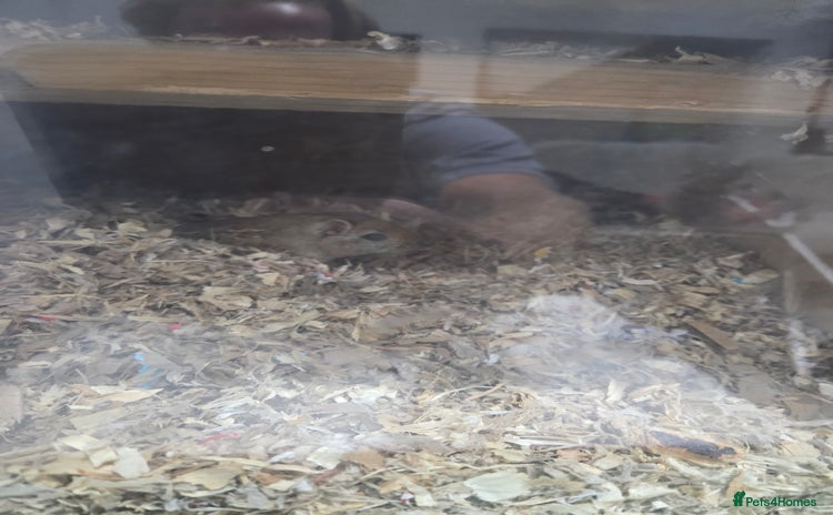 Gerbil rodents - Advert 2
