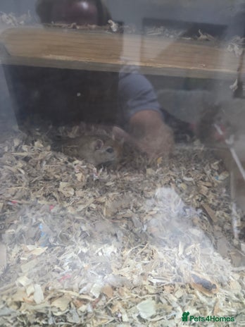 Gerbil rodents - Advert 2