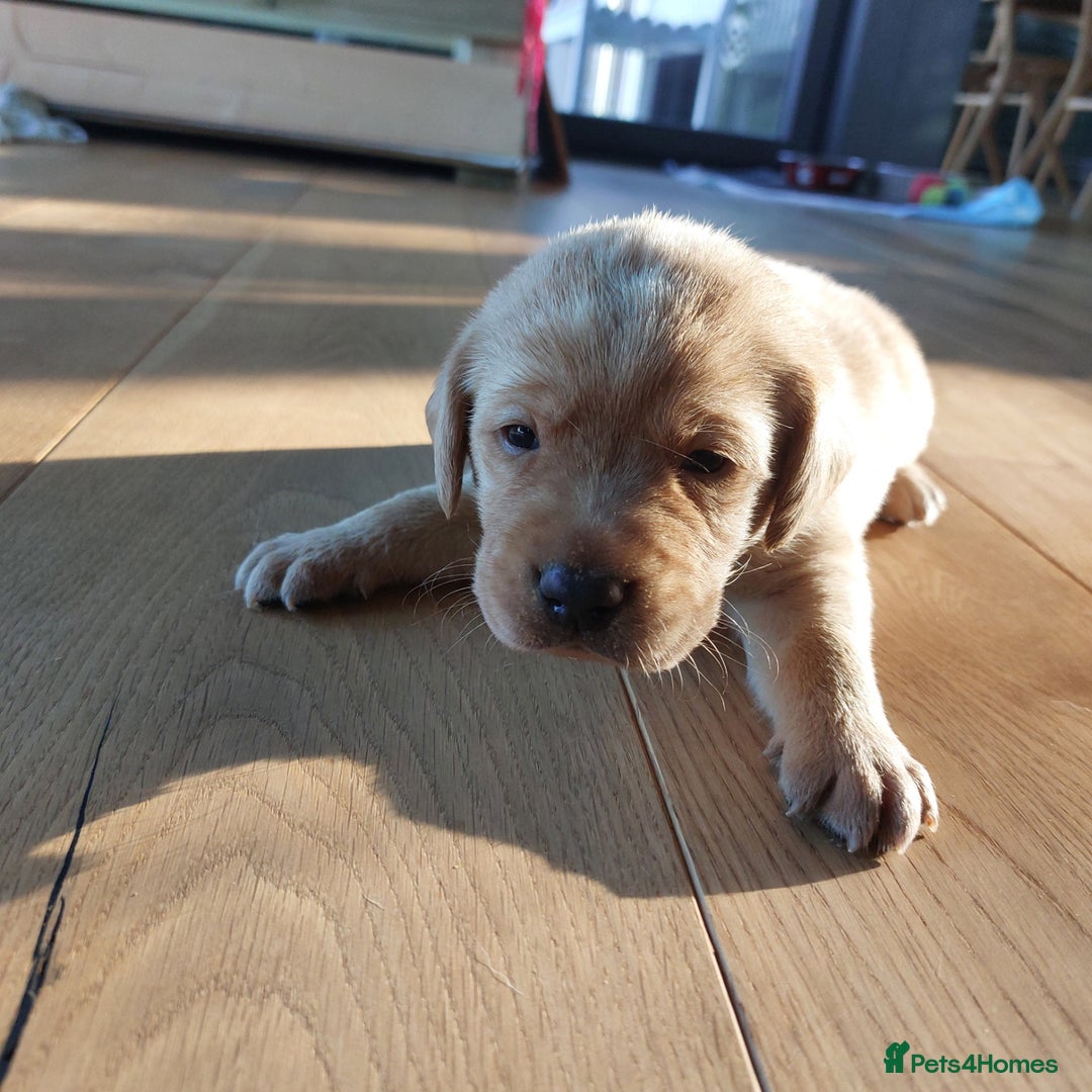 Labrador Retriever dogs for sale: Coco’s Labrador Puppies Seeking Loving Homes - Advert 18