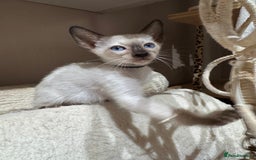 Siamese cats for sale: 1 cute Siamese girl available now-fully vaccinated - Image 19