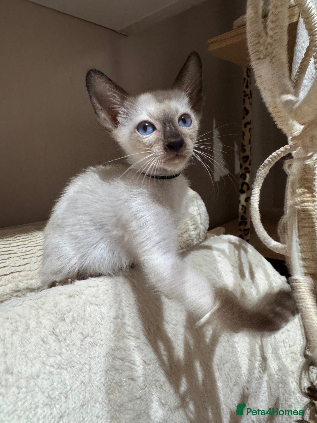 Siamese cats for sale: 1 cute Siamese girl available now-fully vaccinated - Image 19
