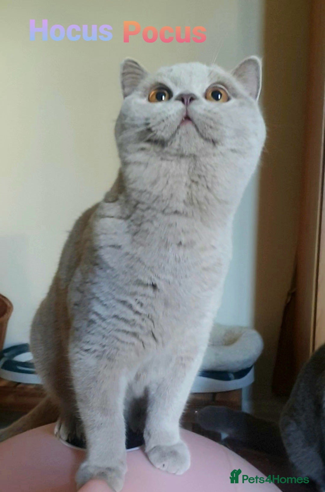 British Shorthair cats Closing of BSH cattery, 50% discount  - Advert 5