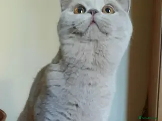 British Shorthair cats Closing of BSH cattery, 50% discount - Advert 4