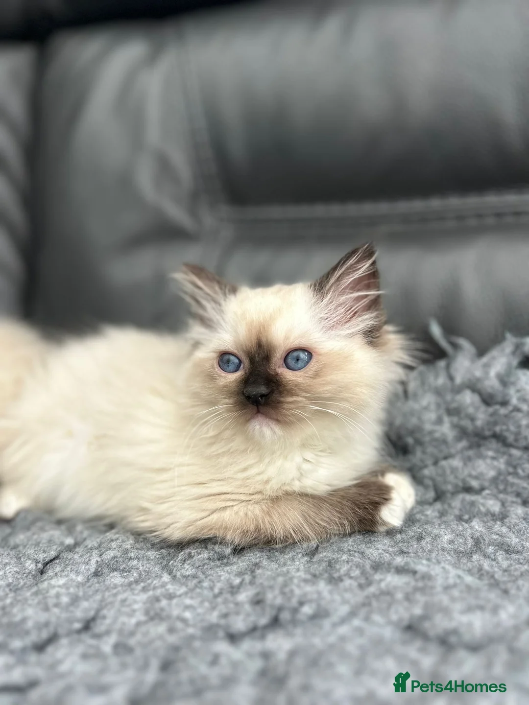 Ragdoll cats for sale: GCCF Registered Ragdoll Kittens For Sale  - Advert 1