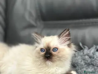 Ragdoll cats for sale: GCCF Registered Ragdoll Kittens For Sale - Advert 1