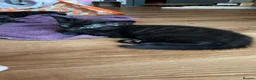 Mixed Breed cats for sale: Adorable kittens ready for there forever families  - Advert 15