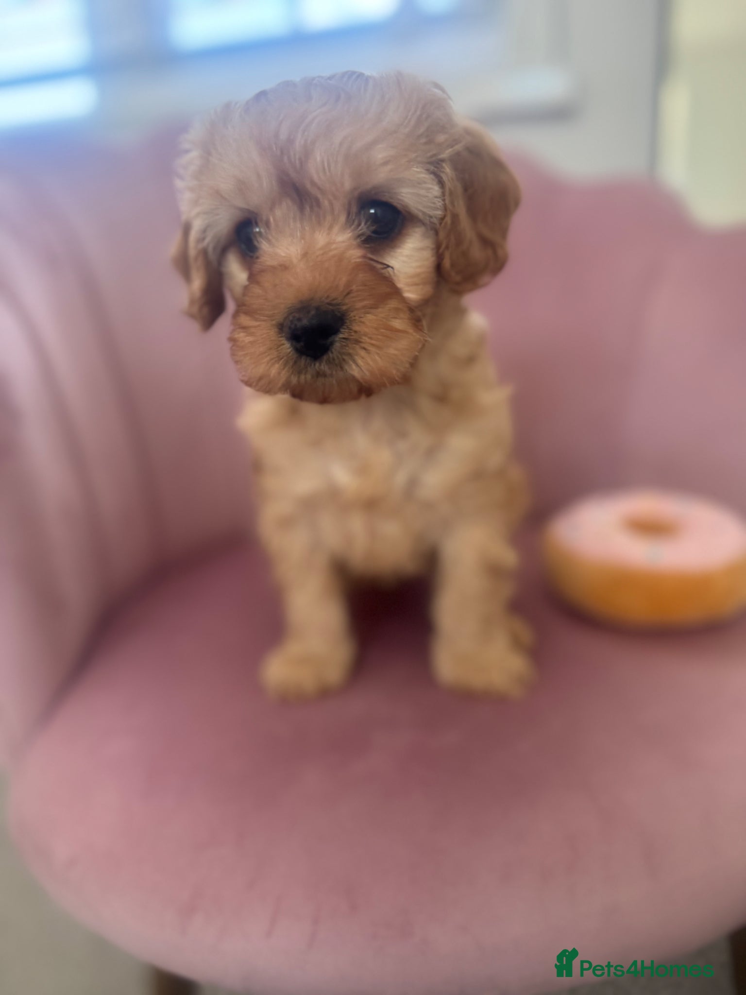 Cavapoo dogs Beautiful Cavapoo Ready Next Week - Advert 17