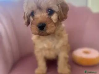 Cavapoo dogs Beautiful Cavapoo Ready Next Week - Advert 17