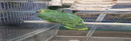 Parrots birds for sale: AMAZON/PARROTS/PARAKEETS!  - Advert 22